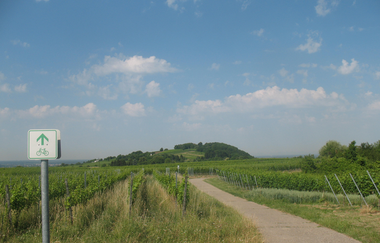 Rundtour Kraichgauer Wein | © Landratsamt Rhein-Neckar-Kreis