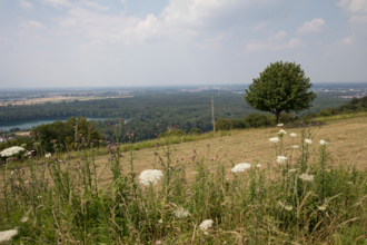 Rundwanderweg 4 - Der "Große Rundweg" auf dem Michaelsberg in Bruchsal-Untergrombach