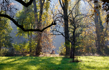 Kaywald im Naturschutzgebiet "Alte Neckarschlinge | Lauffen am Neckar | HeilbronnerLand | © Stadt Lauffen am Neckar