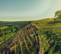 Wandern in den Katzenbeißer-Steillagen | © Touristikgemeinschaft HeilbronnerLand e.V.