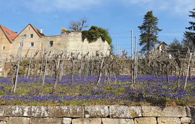 Neckarweg an der Stadtmauer | Lauffen am Neckar | HeilbronnerLand | © Stadt Lauffen am Neckar