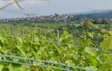 SH2 - Hohenhaslacher Genuss-Weg | © Stadt Sachsenheim
