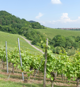 SH3 - Hohenhaslacher Wein-Wald-Weg | © Stadt Sachsenheim