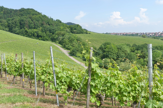 SH3 - Hohenhaslacher Wein-Wald-Weg | © Stadt Sachsenheim