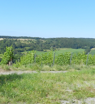 SH6 - Häfnerhaslacher Wald- und Seeweg (kleine Runde) | © Stadt Sachsenheim