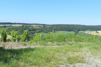 SH6 - Häfnerhaslacher Wald- und Seeweg (kleine Runde) | © Stadt Sachsenheim