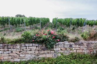 SU3 - Trockenmauer-Weg | © Land der 1000 Hügel - Kraichgau-Stromberg