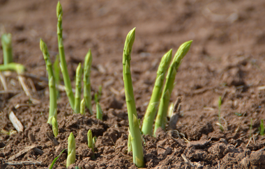 Tour de Spargel | © Neckar-Zaber-Tourismus e.V.