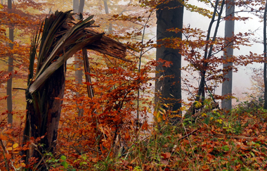 Über die Kanzelbuche von Diefenbach nach Sternenfels | © Land der 1000 Hügel - Kraichgau-Stromberg