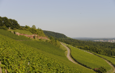 Wachtkopf-Rundweg | © Land der 1000 Hügel - Kraichgau-Stromberg