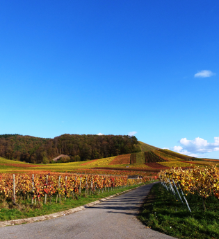 Wein- und Kloster-Rundweg | © Land der 1000 Hügel - Kraichgau-Stromberg