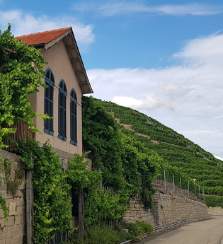 Wein- und Obstwanderweg (Tour 6): Käsbergrundweg