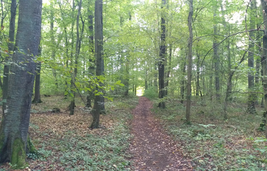 Weinberge, Panorama, Hohlwege: Rundweg Bad Schönborn - Zeutern | © Land der 1000 Hügel - Kraichgau-Stromberg