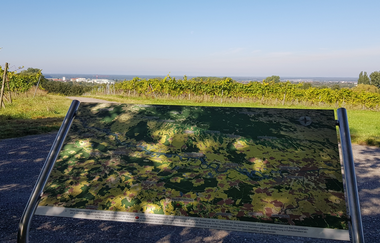 Weinberge, Panorama, Hohlwege: Rundweg Bad Schönborn - Zeutern | © Land der 1000 Hügel - Kraichgau-Stromberg