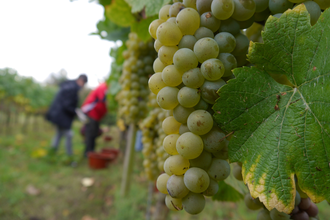 Weinwanderweg 1 - Weinlehrpfad | © Land der 1000 Hügel - Kraichgau-Stromberg