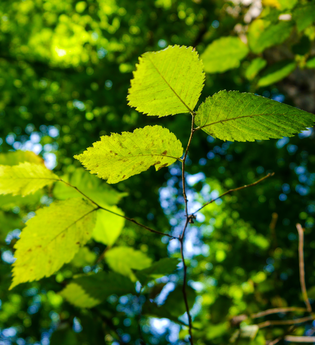 Weinwanderweg 2 | © Land der 1000 Hügel - Kraichgau-Stromberg