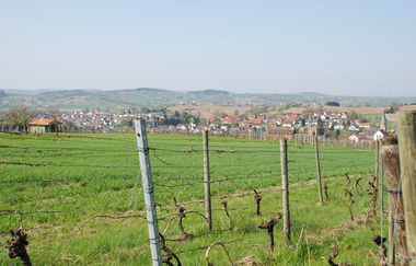 Weinwanderweg Kraichtal IVV- Besenhex (Kurz- und Langroute) | © Stadtmarketing Kraichtal