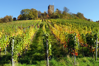 Wengertschützenrunde zum Sandberg und Schloßberg | © Land der 1000 Hügel - Kraichgau-Stromberg