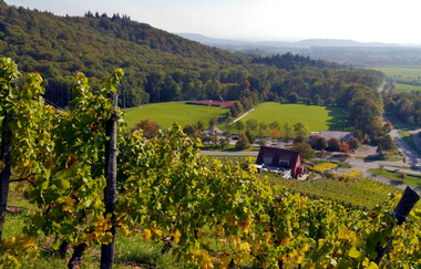 Wengertschützenrunde zum Sandberg und Schloßberg | © Land der 1000 Hügel - Kraichgau-Stromberg