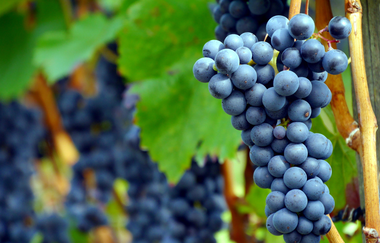 Wo der "Wilde Fritz" haust und der "König" thront | © Land der 1000 Hügel - Kraichgau-Stromberg