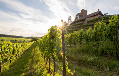 Burg Neipperg im Sonnenuntergang | © Neckar-Zaber-Tourismus