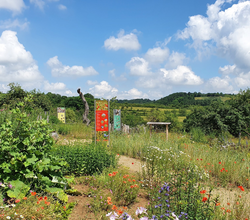 Wildkräuterwelt am Naturparkzentrum Stromberg-Heuchelberg | Zaberfeld | HeilbronnerLand | © Naturpark Stromberg-Heuchelberg