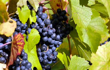 Zum Aussichtspunkt Sandberg | © Land der 1000 Hügel - Kraichgau-Stromberg