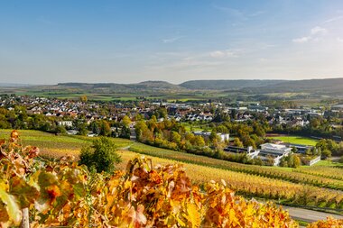 Aussicht über herbstliche Weinberge und Güglingen | © faktorzwei GmbH