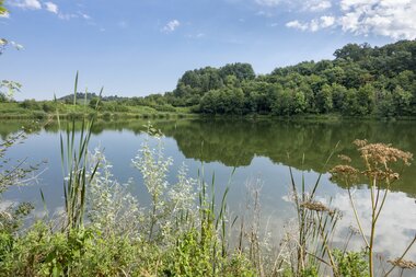 Blick auf den Katzenbachsee mit Schilf im Vordergrund | © Dieter Anzock
