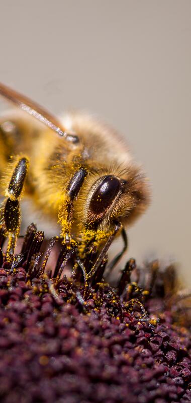 Nahaufnahme einer Biene, die auf einer Blume sitzt | © Carsten Götze