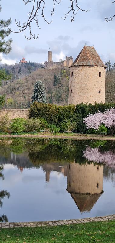 Blick im Schlossgarten Weinheim auf einen runden Turm mit Ziegeldach, blühende Bäume und die Burgen im Hintergrund, Spiegelung im Wasserbecken im Vordergrund | © Stadt Weinheim, Foto Cornelia Eichner