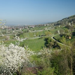 Weitläufige Landschaft mit blühenden Obstbäumen, Weinbergen und einem Dorf im Hintergrund unter klarem Himmel. | © Landratsamt Rhein-Neckar-Kreis; Foto Dorothea Burkhardt