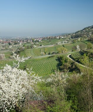 Weitläufige Landschaft mit blühenden Obstbäumen, Weinbergen und einem Dorf im Hintergrund unter klarem Himmel. | © Landratsamt Rhein-Neckar-Kreis; Foto Dorothea Burkhardt