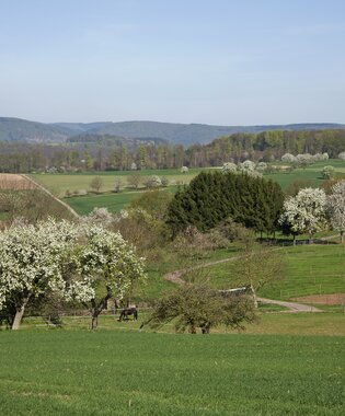 Landschaft im Kleinen Odenwald mit grünen Wiesen, blühenden Bäumen und bewaldeten Hügeln im Hintergrund | © Landratsamt Rhein-Neckar-Kreis; Foto Dorothea Burkhardt
