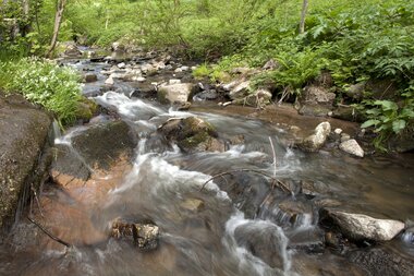 Der Steinach-Fluss mit fließendem Wasser zwischen Steinen und umgeben von grünem Laubwald. | © Landratsamt Rhein-Neckar-Kreis; Foto Dorothea Burkhardt