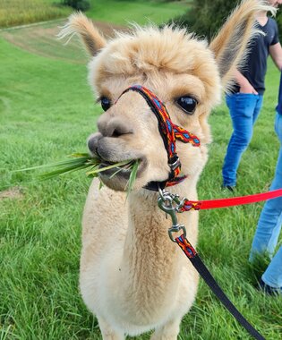 Nahaufnahme eines Lamahalses mit bunter Führleine und Gras im Maul, im Hintergrund zwei Personen und ein weiteres Lama auf einer Wiese | © Landratsamt Rhein-Neckar-Kreis; Foto Beate Otto