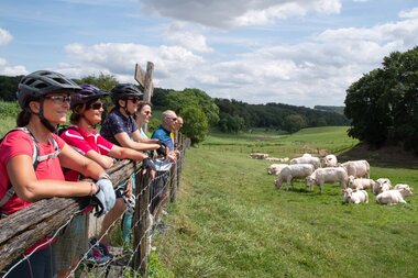 Gruppe von Radfahrern mit Helmen lehnt an einem Holzzaun und blickt auf eine Weide mit Schafen in einer ländlichen Landschaft. | © Landratsamt Rhein-Neckar-Kreis; Foto Dorothea Burkhardt