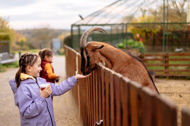 Kind in lila Jacke füttert Ziege mit Hörnern über einen Holzzaun an einem Tiergehege. | © Landratsamt Rhein-Neckar-Kreis; Foto Sebastian Weindel
