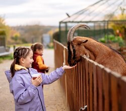 Kind in lila Jacke füttert Ziege mit Hörnern über einen Holzzaun an einem Tiergehege. | © Landratsamt Rhein-Neckar-Kreis; Foto Sebastian Weindel